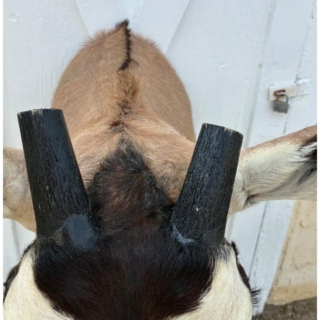 Animal Skin Huge African Gemsbok Oryx Antelope Shoulder Mount Taxidermy South Africa For Sale - Image 7 of 17