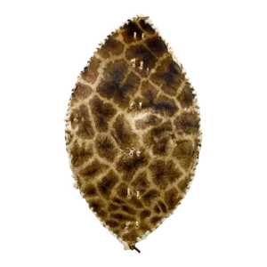 Vintage Zulu Handmade African Giraffe Hide Warrior Shield