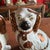 A Fine Pair of Antique Staffordshire Spaniel Dogs With Copper Lustre, Circa 1880 For Sale - Image 12 of 12