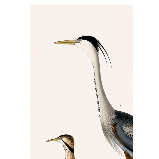 Illustration Great Heron & Marsh Birds, Vintage Natural History Art Print Reproduction, 40" X 60" For Sale - Image 3 of 11