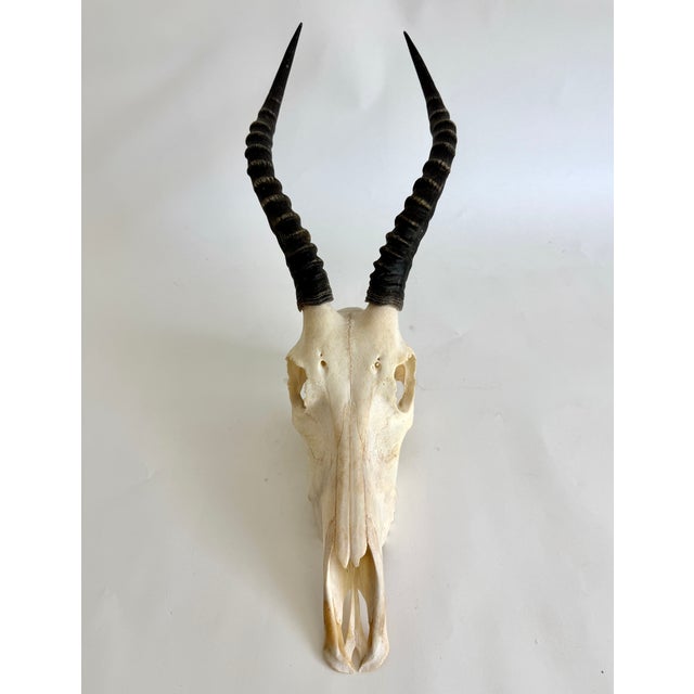 African Natural African Blesbok Skull W/Polished Horns For Sale - Image 3 of 6