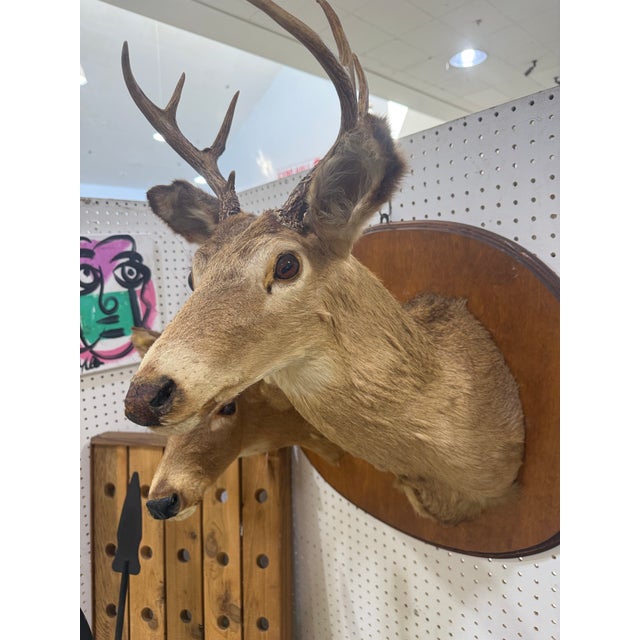 Tan Pair of Whitetail Deer Head Shoulder Mounts Taxidermy Buck & Doe 26x16 For Sale - Image 8 of 8