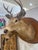 Tan Pair of Whitetail Deer Head Shoulder Mounts Taxidermy Buck & Doe 26x16 For Sale - Image 8 of 8