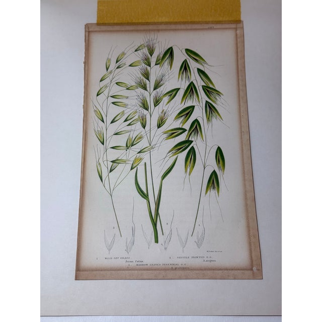 Victorian Two Victorian Lithographic Prints From “The Flowering Plants, Grasses, Sedges, and Ferns of Great Britain” For Sale - Image 3 of 12
