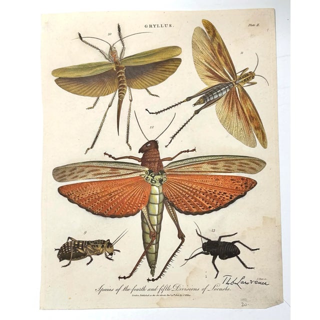 English 1806 Hand-Colored Entomology Engravings by J. Wilkes – Set of 2 For Sale - Image 3 of 12