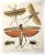 English 1806 Hand-Colored Entomology Engravings by J. Wilkes – Set of 2 For Sale - Image 3 of 12