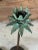 Fabulous pair of decorative metal palm tree candlesticks featuring beautifully sculpted tropical fronds with a verdigris...