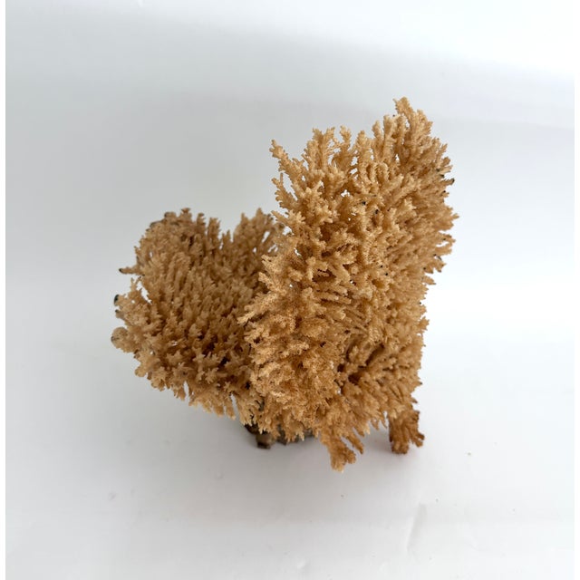 Shell Rare Table Coral Sculpture For Sale - Image 7 of 8