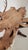 Brown Vintage German Black Forest Hunting Lodge Cuckoo Clock With Deer, Rifles & Oak Leaves For Sale - Image 8 of 16