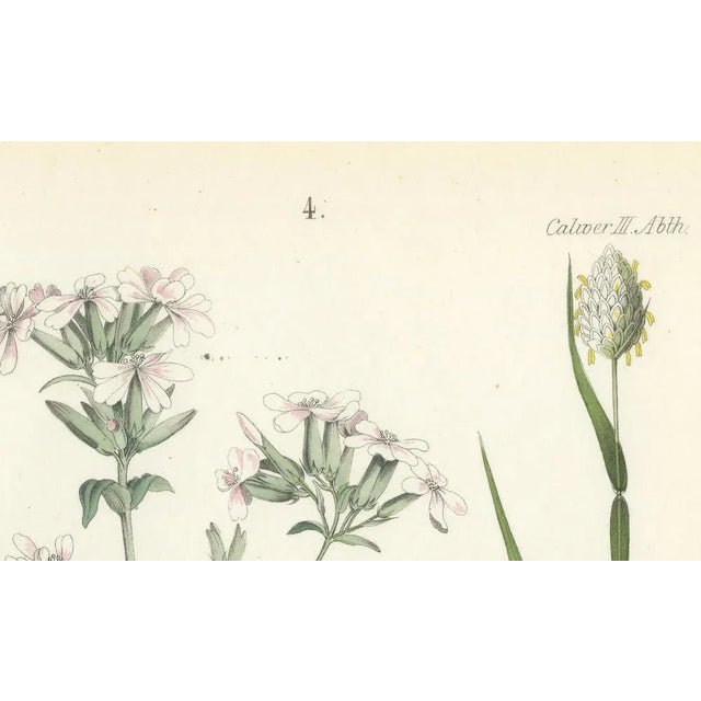 Calwer, Hand-Colored Botanical Lithograph of Soapwort and Yellow Asphodel, 1854, Print For Sale - Image 4 of 6