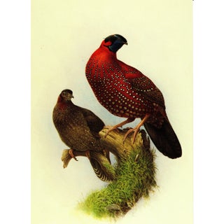 1995 Birds of China "Satyr Tragopan" Salesman Portfolio Sample Print by J F Lansdowne For Sale