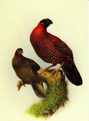 1995 Birds of China "Satyr Tragopan" Salesman Portfolio Sample Print by J F Lansdowne