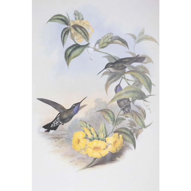 Victorian 19th Century John Gould Bird Print - One of 24 For Sale - Image 3 of 5