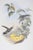 Victorian 19th Century John Gould Bird Print - One of 24 For Sale - Image 3 of 5