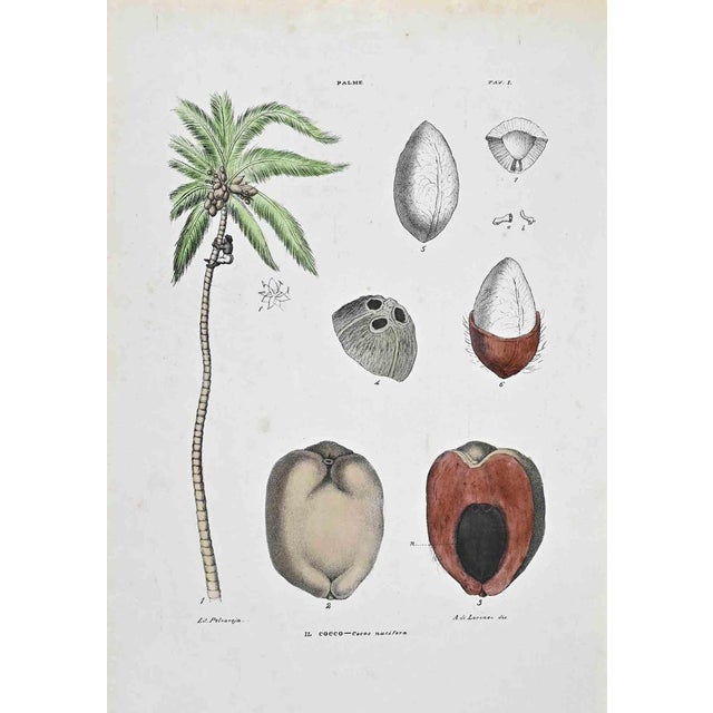 Lithograph hand watercolored. Plate from "Atlante di Botanica popolare ossia Illustrazione di Piante Notevoli di ogni...