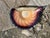 Mouth-Blown Glass Art Bowl in the Shape of a Shell, from the Jozefina Krosno Glass Art Manufactory, Poland, 1980s For Sale - Image 13 of 18