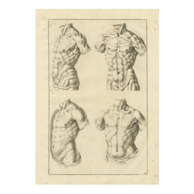 After De Lairesse, Male Torso Studies, 1745, Paper For Sale