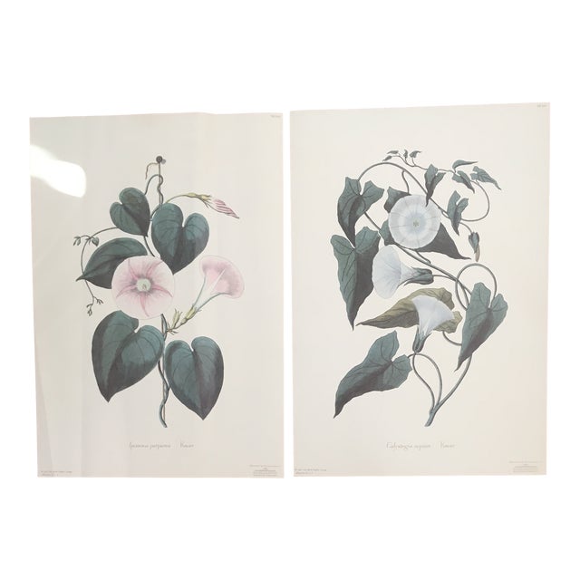 1990s Morning Glory Blossoms, Royal Kew Botanical Gardens Lithographs - Set of 2 For Sale