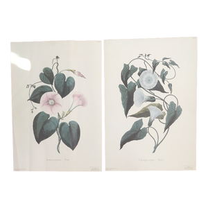 1990s Morning Glory Blossoms, Royal Kew Botanical Gardens Lithographs - Set of 2