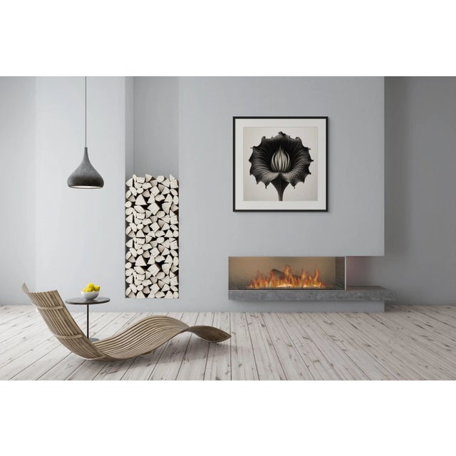 Contemporary 20' X 20' 'Dipsacus Strigosus' #1 Flower - Black and White Limited Edition Botanical Photograph Print, Organic Modern, Unframed For Sale - Image 3 of 4