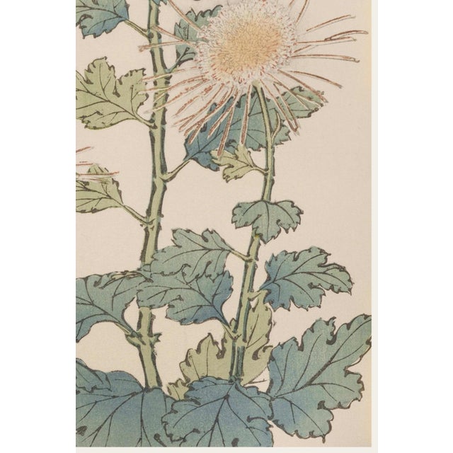 Not Yet Made - Made To Order Spider Chrysanthemum Trio by Hasegawa Japanese Botanical Art Print, 40" X 60" For Sale - Image 5 of 10