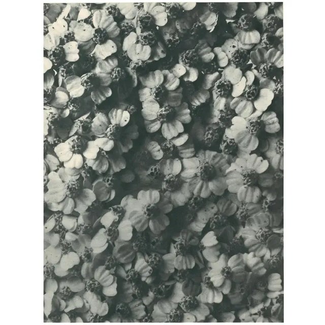 An exquisite original period black-and-white Photogravure N114 of Achillea Millefolium (commonly known as Yarrow or Common...
