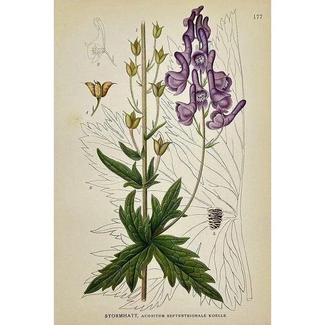19th Century James Sowerby Botanical Prints – Common Club-Rush and Needle, Set of 10 For Sale - Image 11 of 11