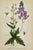 19th Century James Sowerby Botanical Prints – Common Club-Rush and Needle, Set of 10 For Sale - Image 11 of 11
