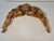 French Carved and Gilded Architectural Fragment, 18th-19th C. For Sale - Image 4 of 6