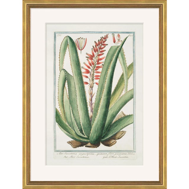 Hortus Romanus 1772-1793 XXV Framed Art Print For Sale