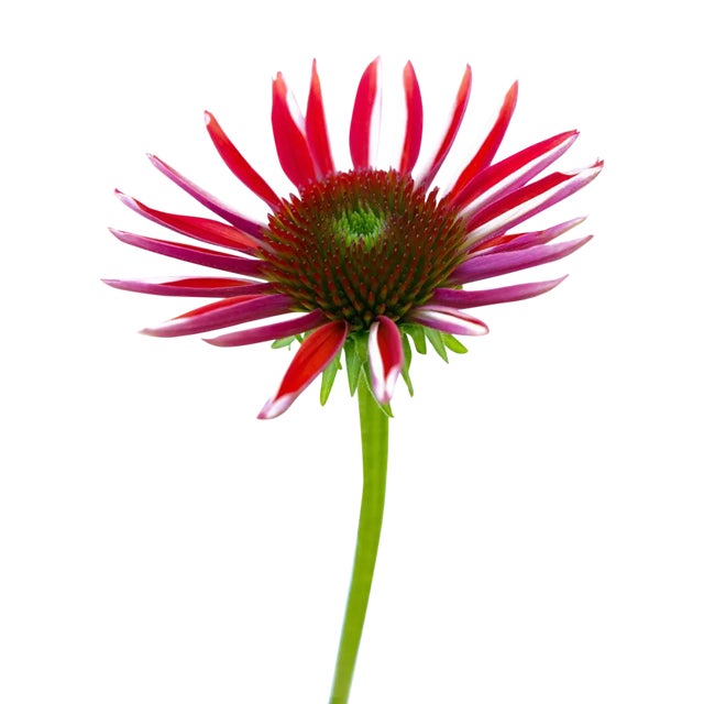 Fine Art Photograph - "Botanical 35" For Sale