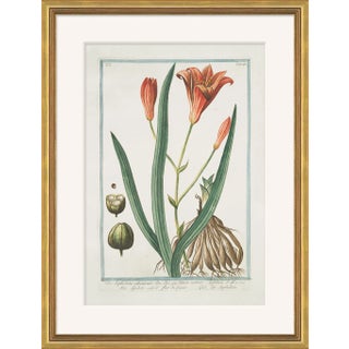 Hortus Romanus 1772-1793 I Framed Art Print For Sale