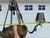Traditional 1990s Maitland-Smith Penn Shell Bronze Chandelier W/Rams Heads For Sale - Image 3 of 12
