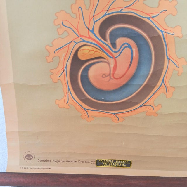 Training Poster of Germ Development, 1940 For Sale - Image 4 of 7