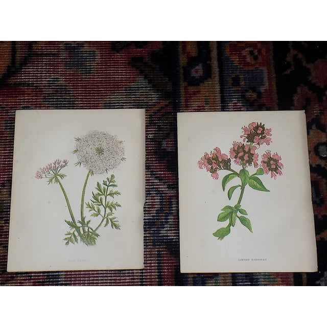 Realism Antique 19th Century Anne Pratt Botanical Chromolithographs - Set of 12` For Sale - Image 3 of 8