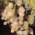 Grape Vines Bonsai Tree For Sale - Image 12 of 12