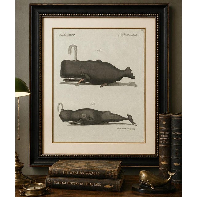 Black Bertuch, Two Sperm Whales, 1800, Engraving For Sale - Image 8 of 9
