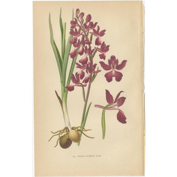 Aeg, German Meadow Orchids, 1904, Set of 4 For Sale - Image 3 of 6