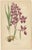 Aeg, German Meadow Orchids, 1904, Set of 4 For Sale - Image 3 of 6