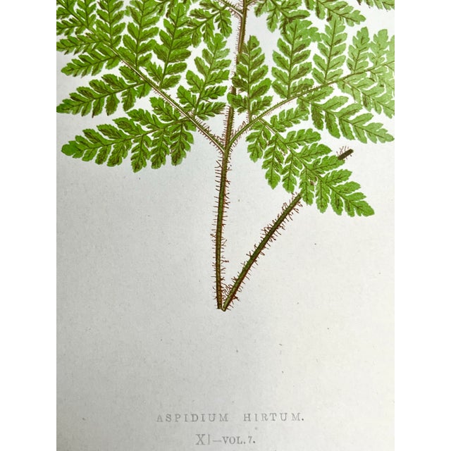 Antique Botanical Lithograph of a Fern Print by Edward J. Lowe London c.1867 For Sale In New York - Image 6 of 6