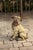 Mid 20th Century English Vintage Composition Sitting Dog Sculpture with Glass Eyes and Red Collar For Sale - Image 5 of 8
