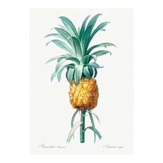 Vintage Pineapple Illustration, Botanical Art Print Reproduction, 20" X 30" For Sale