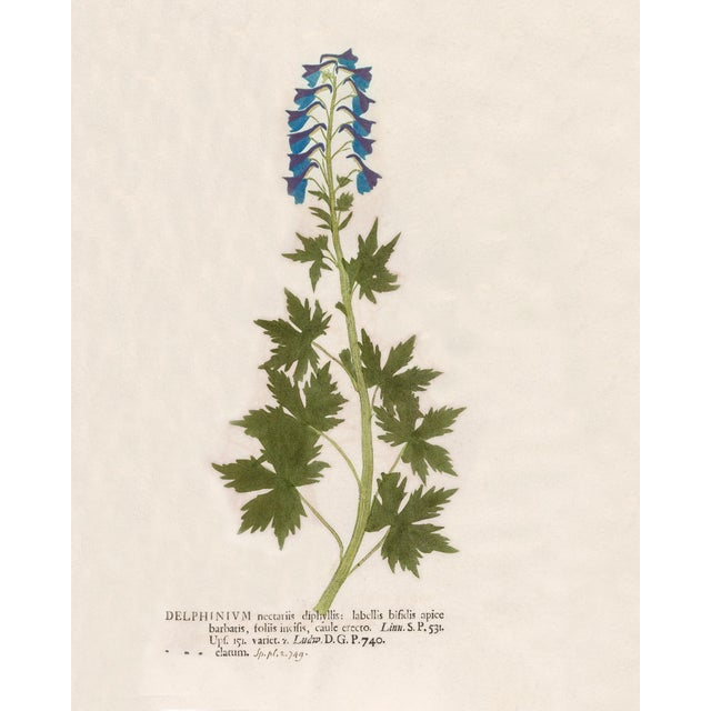 Paint 18th Century Vintage Botanical Reproduction Prints, Set of 6 With Blue Flowers - 16" X 20" For Sale - Image 7 of 8