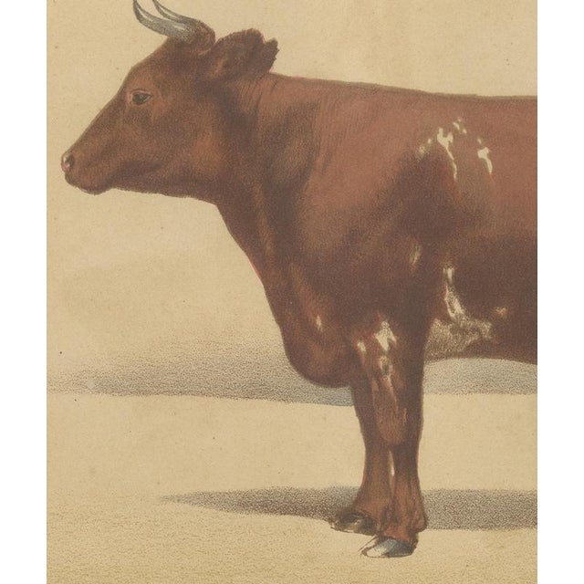 19th Century Olivier De Penne, Ayrshire Cow, Scottish Dairy Cattle, 1863, Chromolithograph For Sale - Image 5 of 9