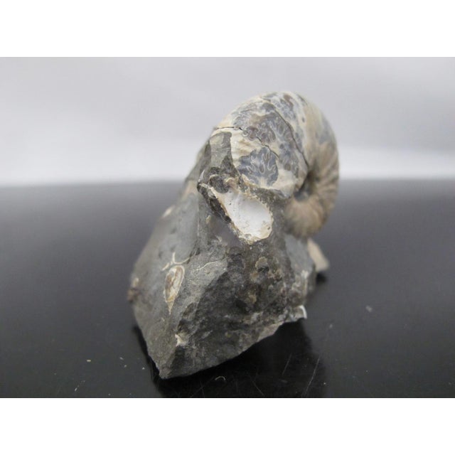 Rustic Genuine Fossil Shell Ammonite South Dakota Fox Hills Formation Scaphite For Sale - Image 3 of 6