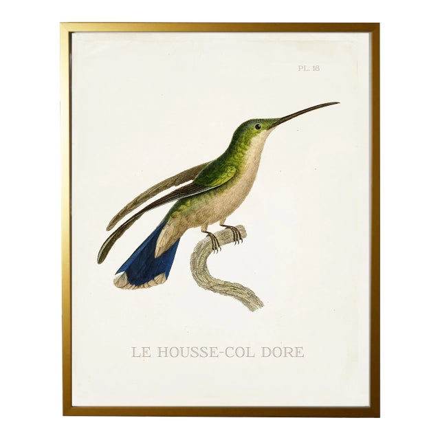 Framed Hummingbird Reproduction Print Plate 18 For Sale