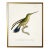 Framed Hummingbird Reproduction Print Plate 18 For Sale