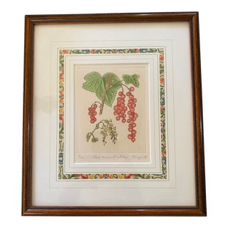 Framed Anne Stromquist Botanical Etching, Red Currants For Sale