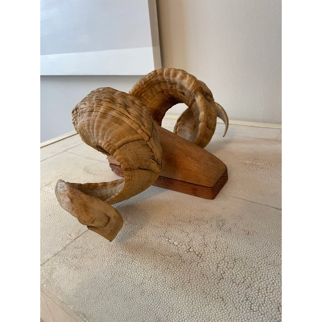 Mid 20th Century Mid 20th Century Folk Art Ram's Horn Wall Mount For Sale - Image 5 of 13