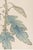 Not Yet Made - Made To Order White Pompon Mum by Hasegawa, Vintage Japanese Botanical Art Print, 12" X 18" For Sale - Image 5 of 8